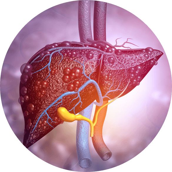 An illustration of the liver